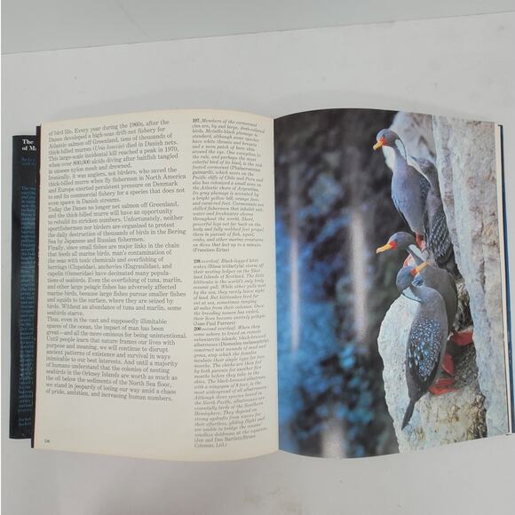 Audubon Society Marine Wildlife Book Les Line 1980‎ Coastal Nature Ocean Guide - Picture 11 of 12